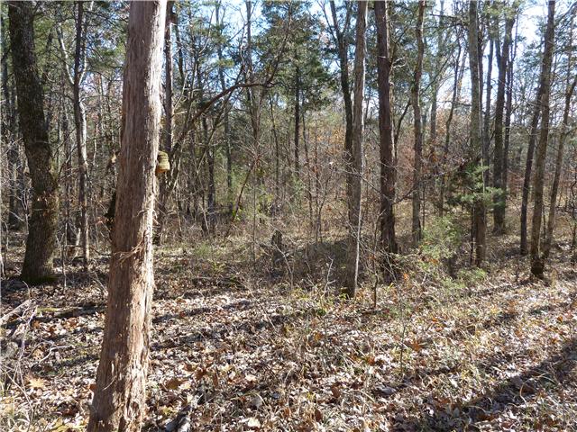 0 Patterson Hill Road Murfreesboro, TN 37129 - Photo 2 of 6 a view of a forest filled with trees