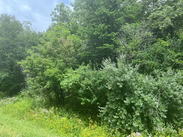 a view of a lush green forest