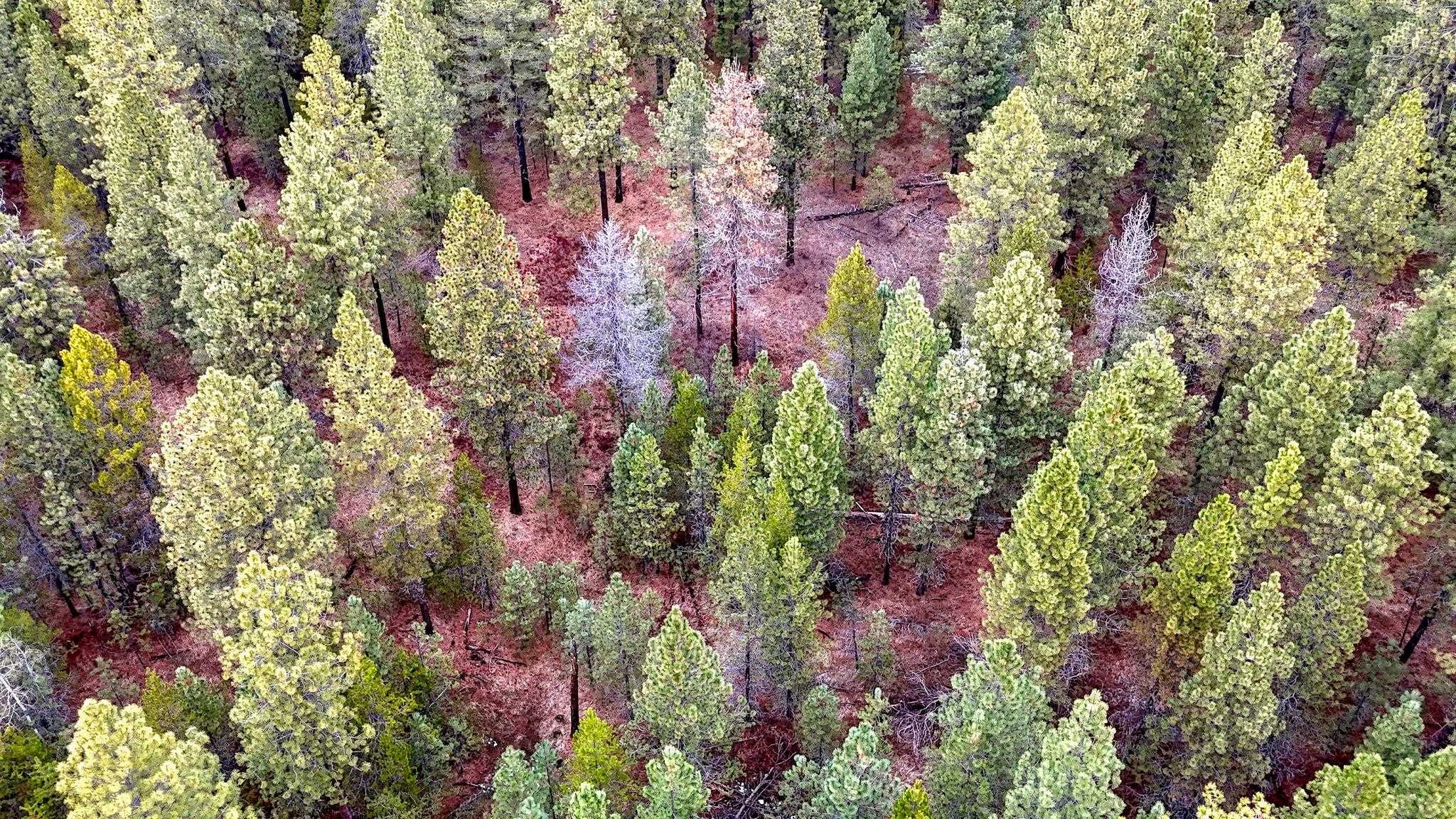 31912 North Division Road Deer Park, WA 99006 - Photo 11 of 13