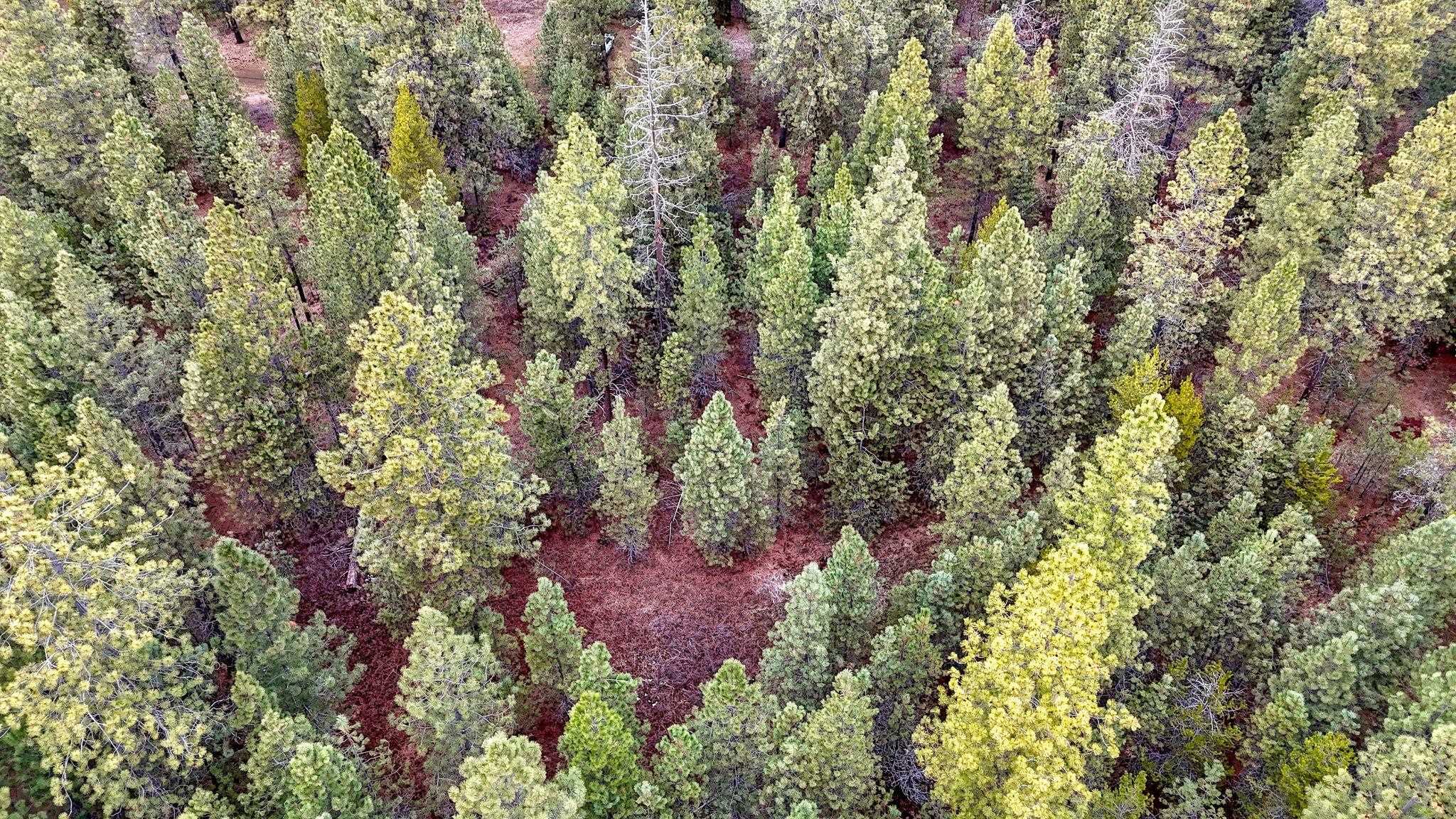 31912 North Division Road Deer Park, WA 99006 - Photo 12 of 13