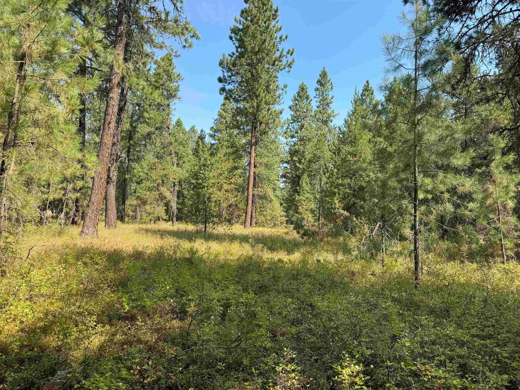 31912 North Division Road Deer Park, WA 99006 - Photo 4 of 13