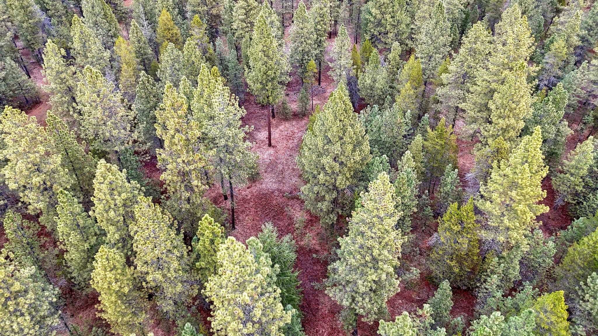 31912 North Division Road Deer Park, WA 99006 - Photo 6 of 13