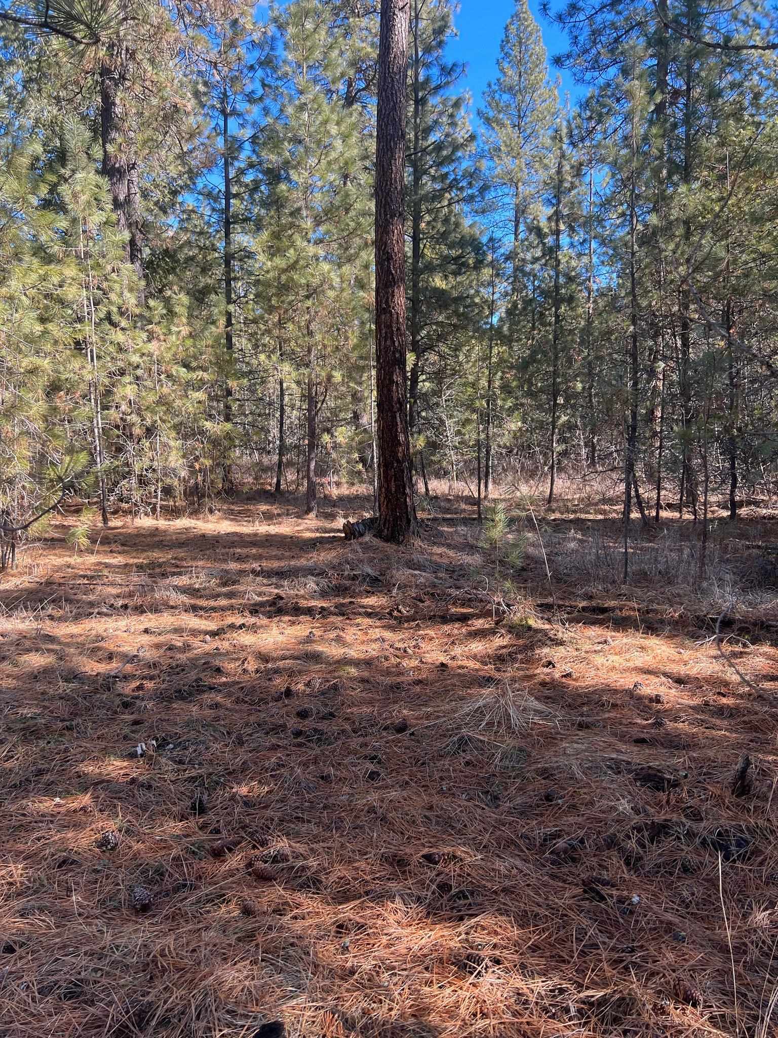 31912 North Division Road Deer Park, WA 99006 - Photo 7 of 13