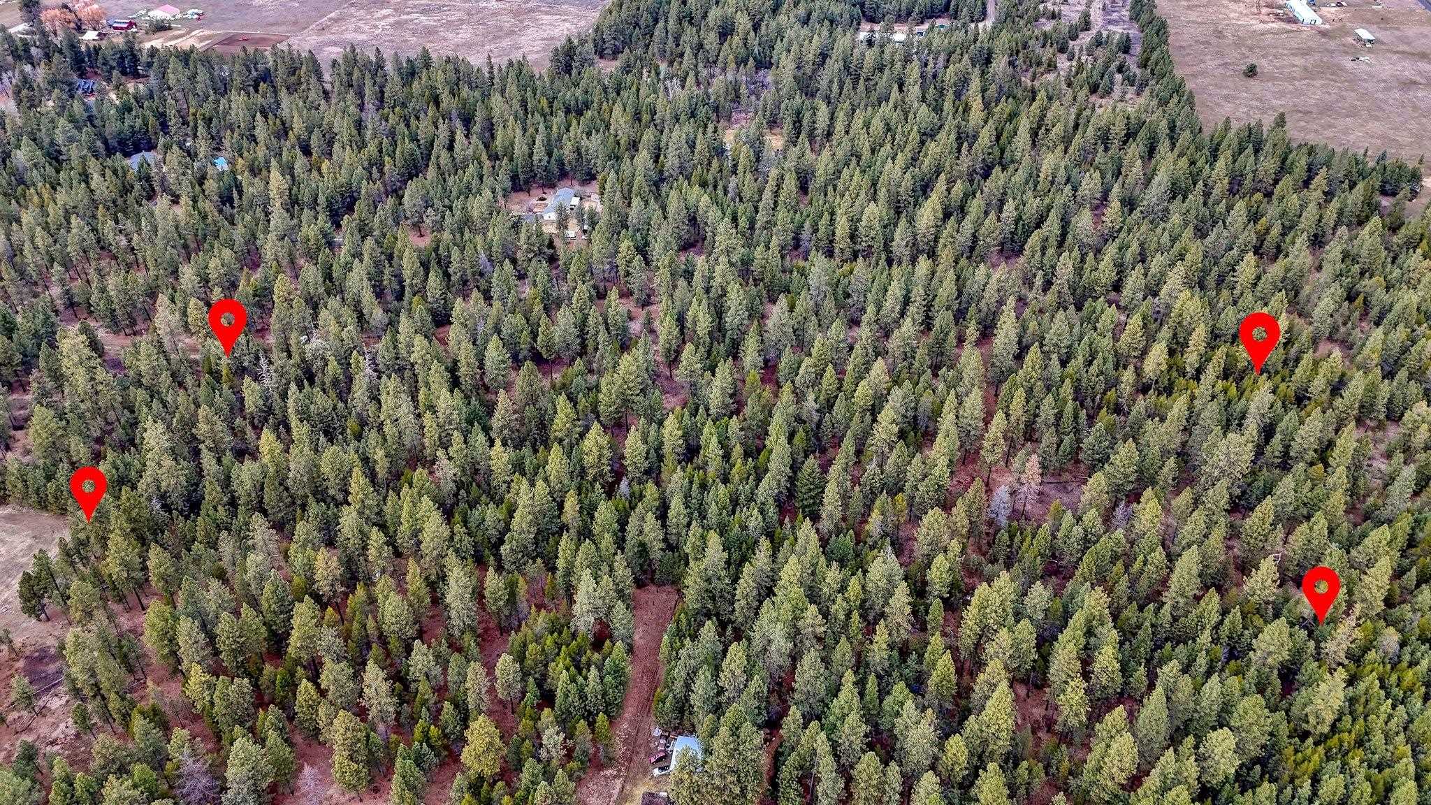 31912 North Division Road Deer Park, WA 99006 - Photo 10 of 13