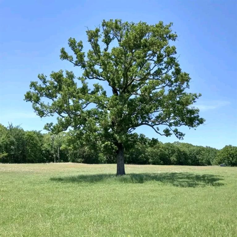 2425 County Road 2425 Como, TX 75431 - Photo 4 of 6