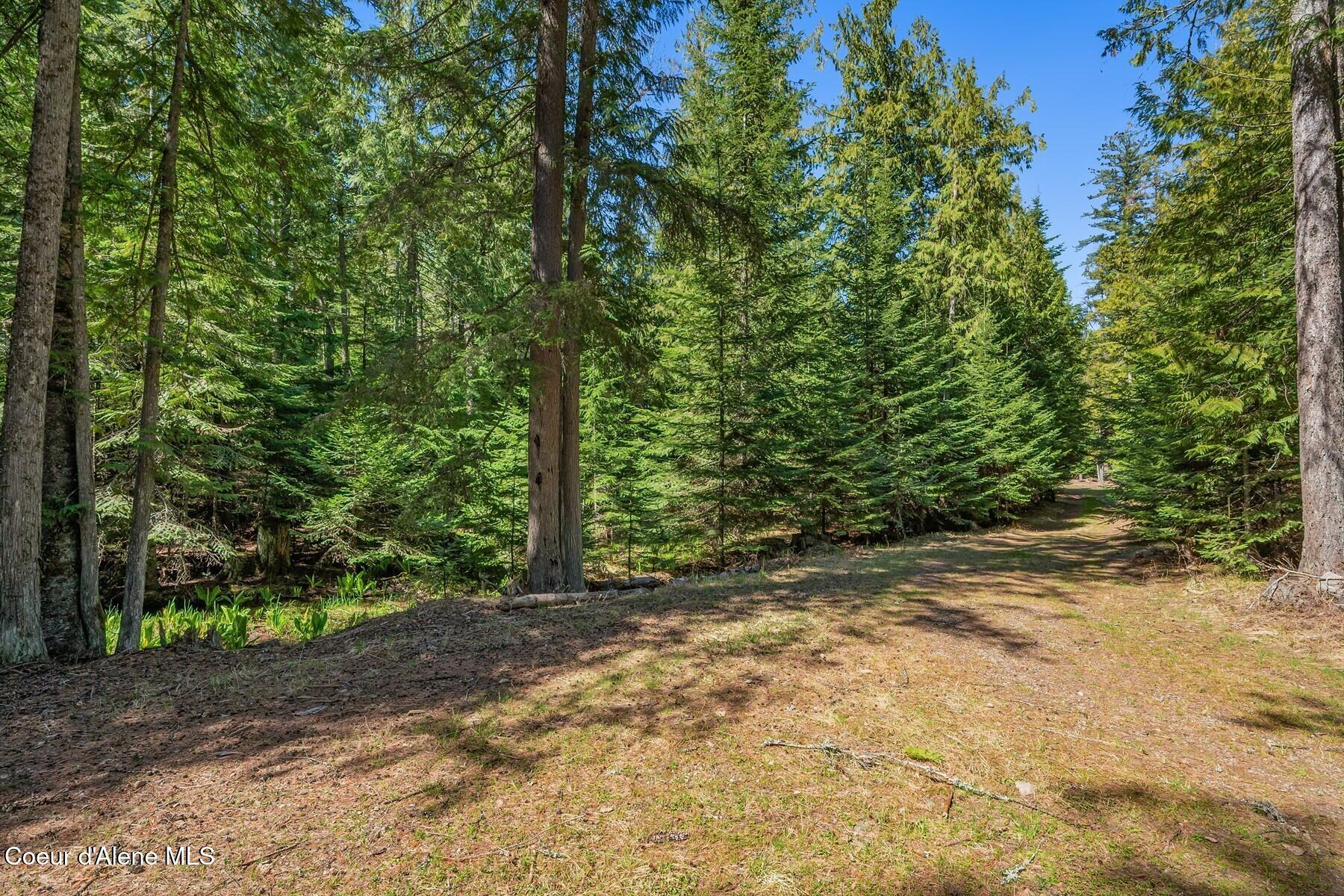 Nna Bottle Bay Road Sagle, ID 83860 - Photo 13 of 41 A Lush Healthy Forest