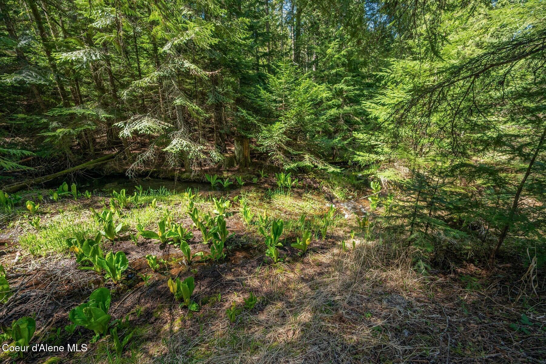 Nna Bottle Bay Road Sagle, ID 83860 - Photo 8 of 41 Blooming Lily Pads