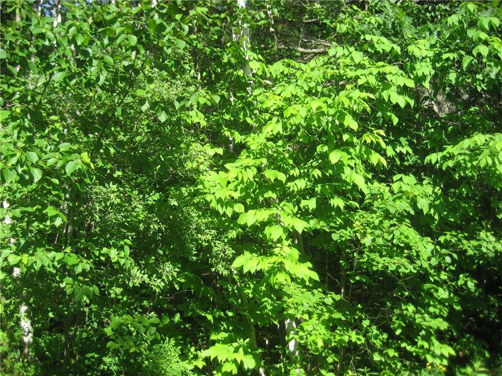 0 Rhodes Ln Union Union, ME 04862 - Photo 14 of 25 Photo