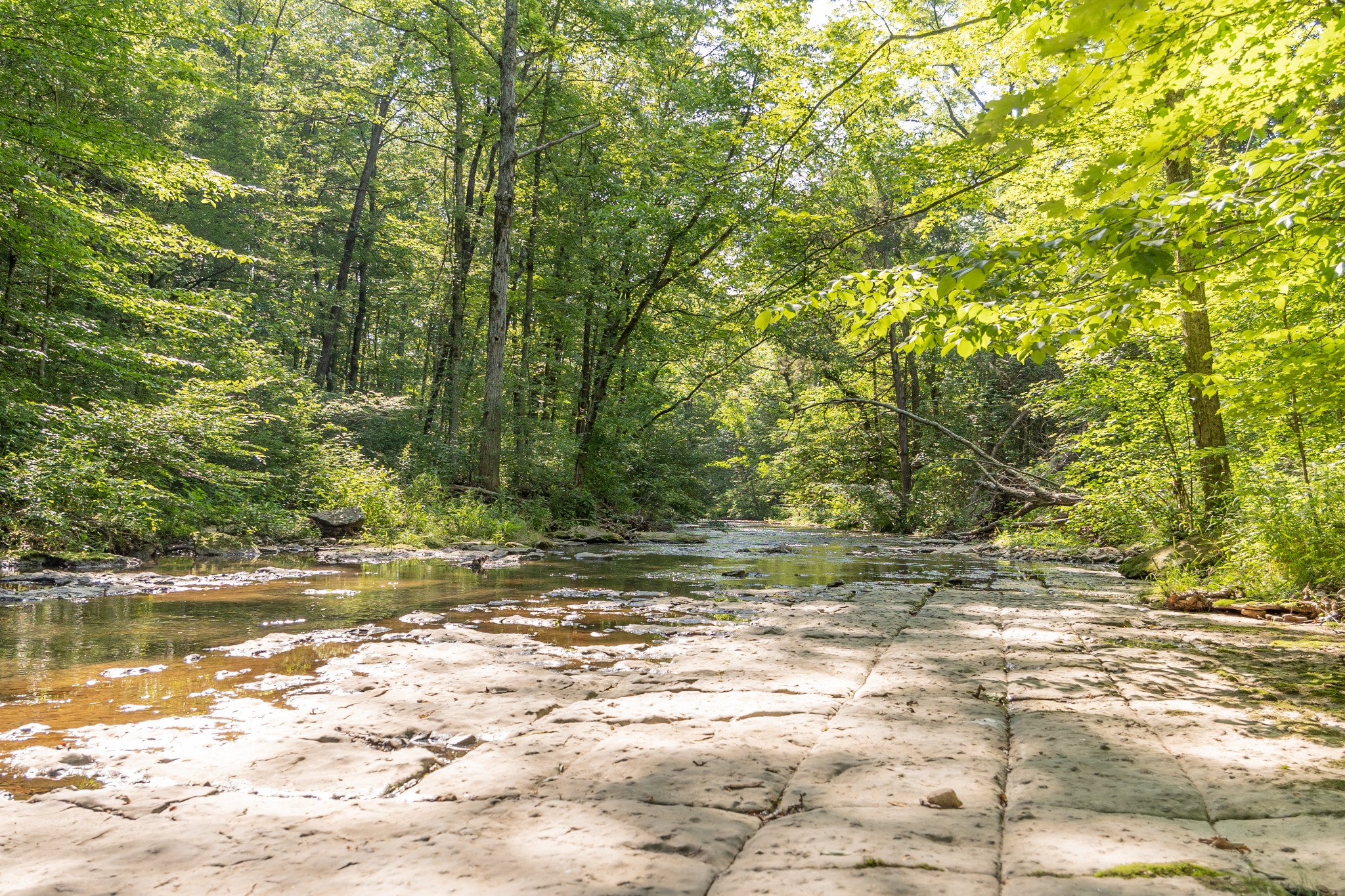 7390 South Harpeth Road Franklin, TN 37064 - Photo 3 of 13 a view of a yard with a tree