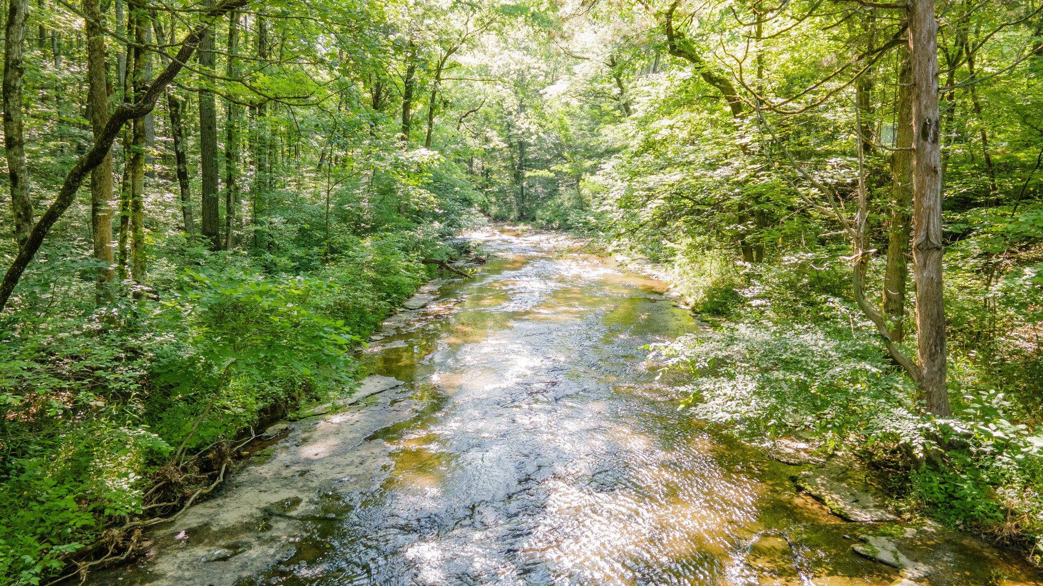 7390 South Harpeth Road Franklin, TN 37064 - Photo 4 of 13 a view of a yard