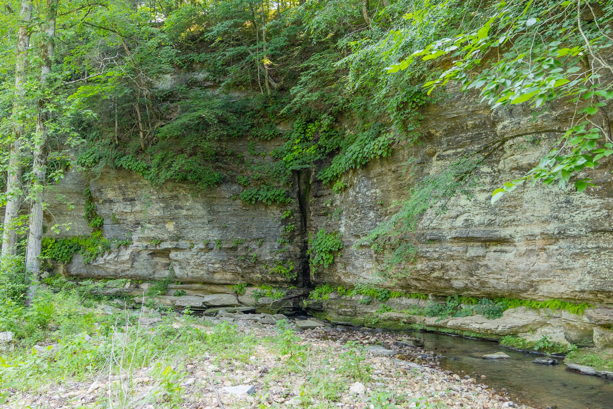 7390 South Harpeth Road Franklin, TN 37064 - Photo 6 of 13 a view of a yard with large trees