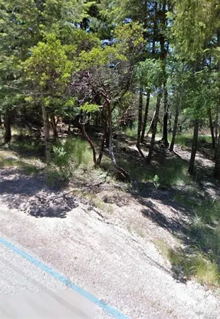 a view of a yard with plants and trees