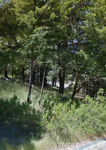 a view of a lush green forest