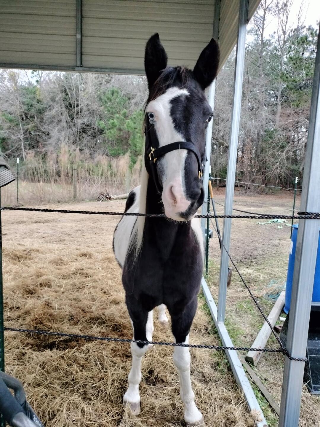 1014 Fire Hill Road Walterboro, SC 29488 - Photo 145 of 162 So Handsome!