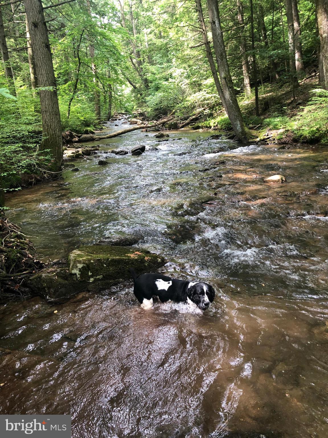 4752 Laurel Run Road Newville, PA 17241 - Photo 28 of 36 Native Trout stream
