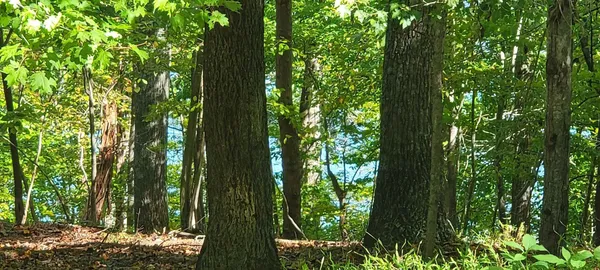 a view of outdoor space and garden