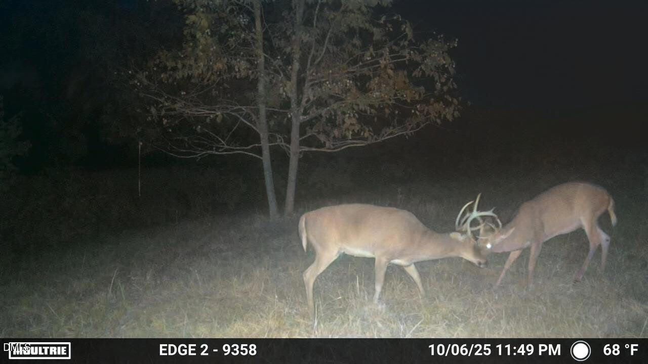 0 Park Springs Road Providence, NC 27315 - Photo 5 of 46 Caswell bucks