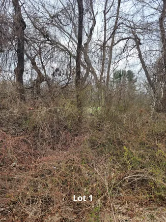 a view of a yard with a tree