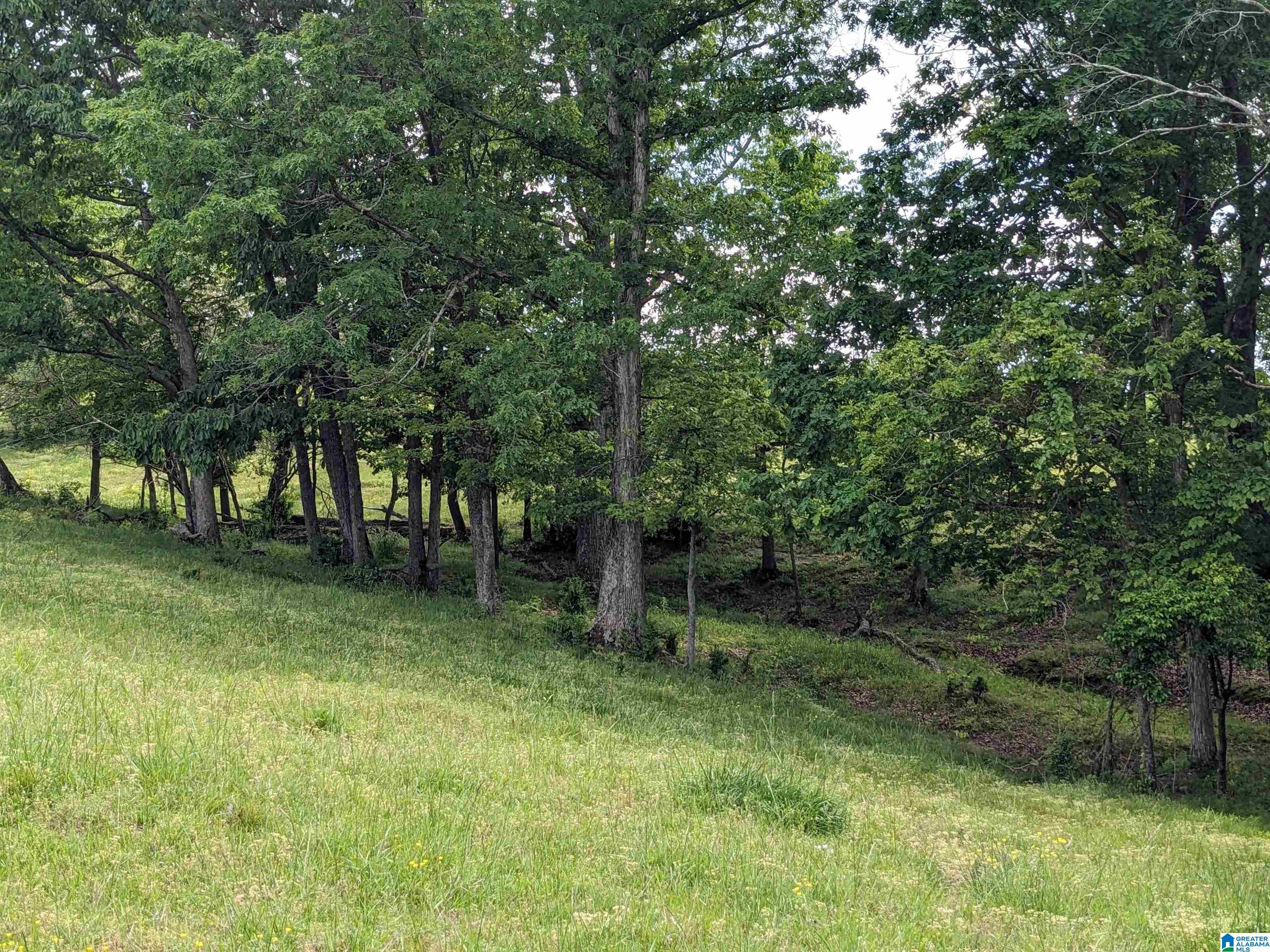 Burton Loop Road Altoona, AL 35952 - Photo 22 of 29 Gallery Image 22