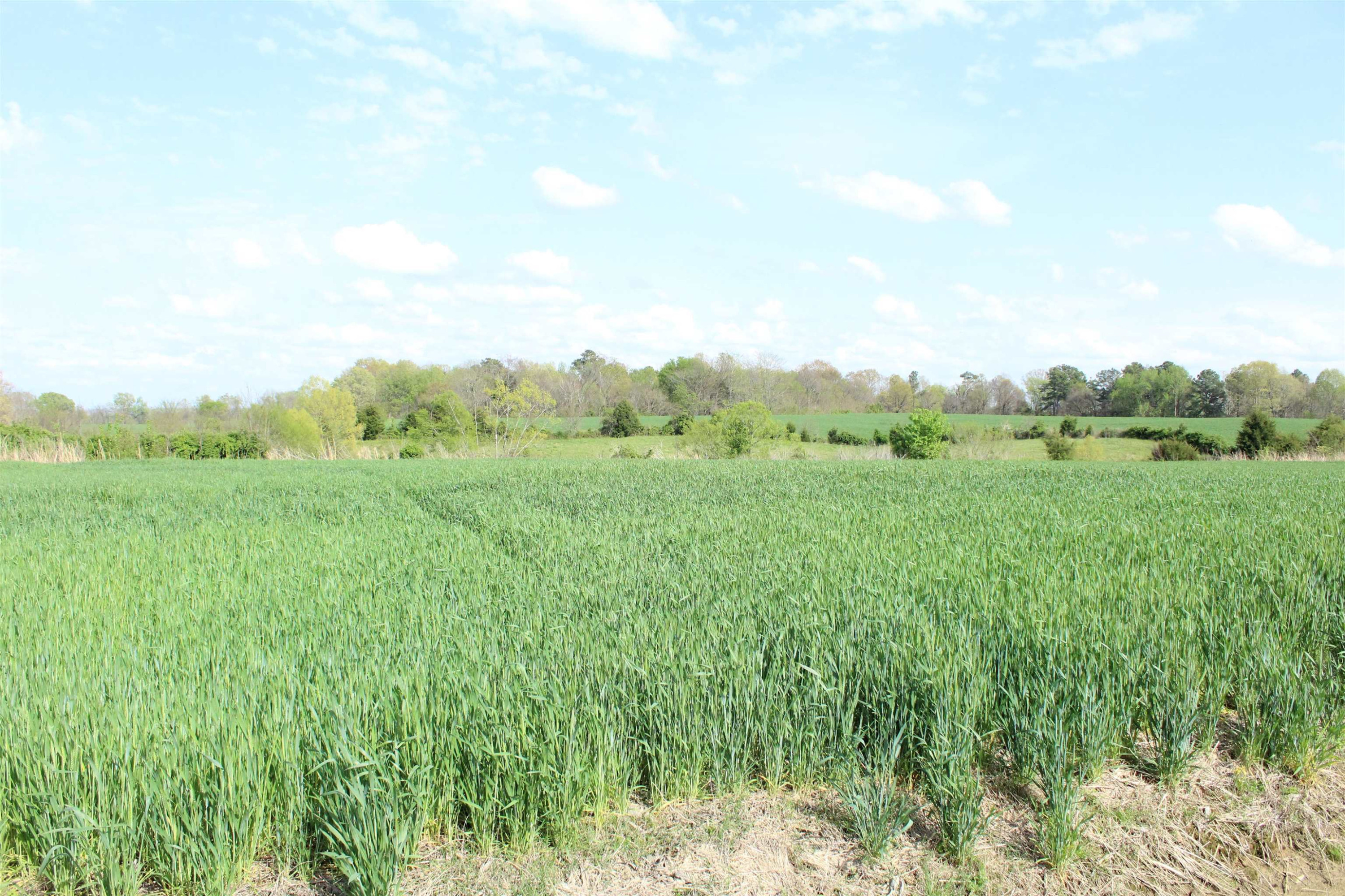195 Old Jackson Road Trenton, TN 38382 - Photo 9 of 11 a view of a green field with lots of bushes