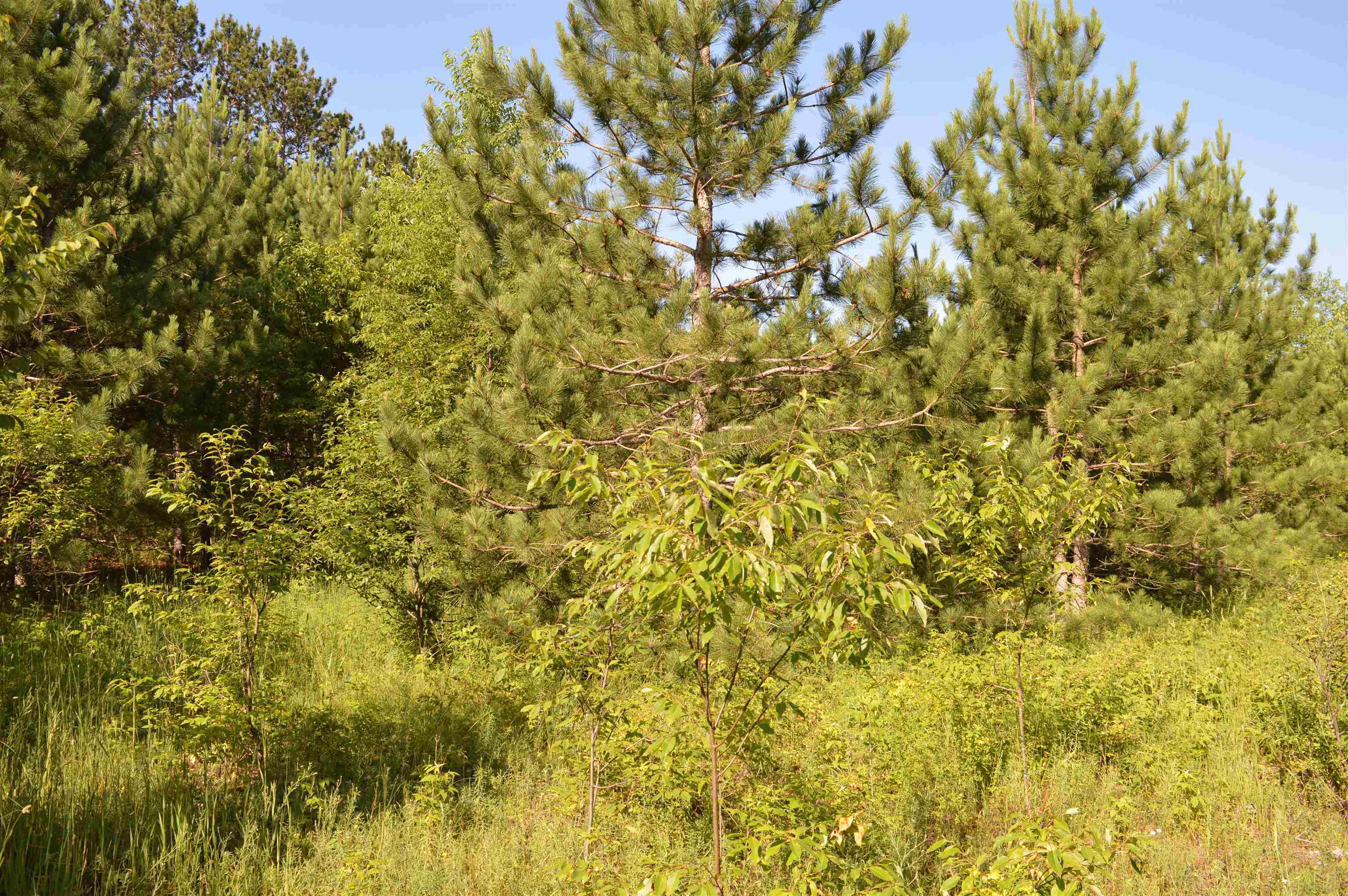 Northeast Holly Road, Unit LOT: A Kalkaska, MI 49646 - Photo 13 of 27