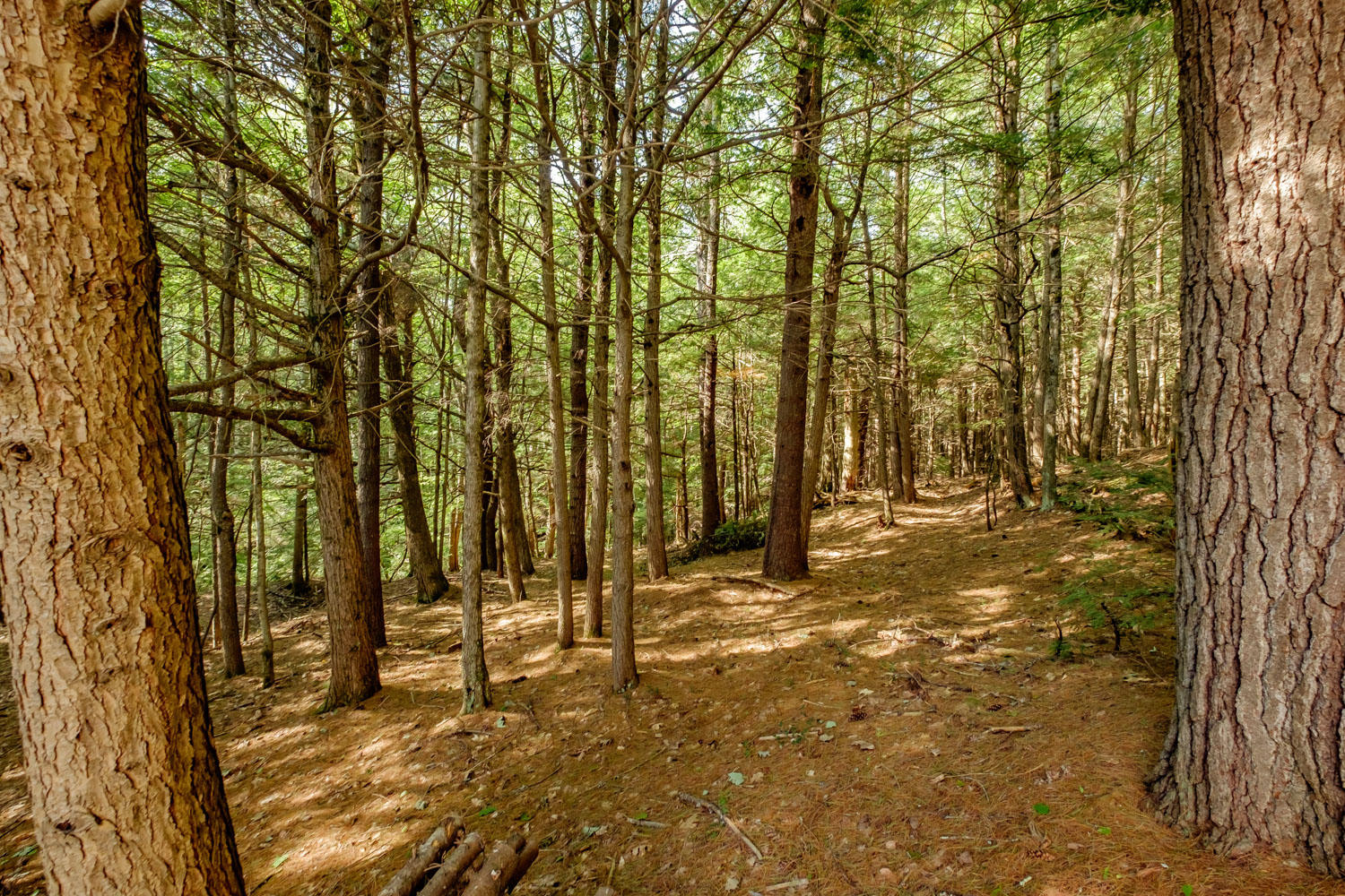340 Joy Valley Road Buxton, ME 04093 - Photo 50 of 58 20190911gp-62051