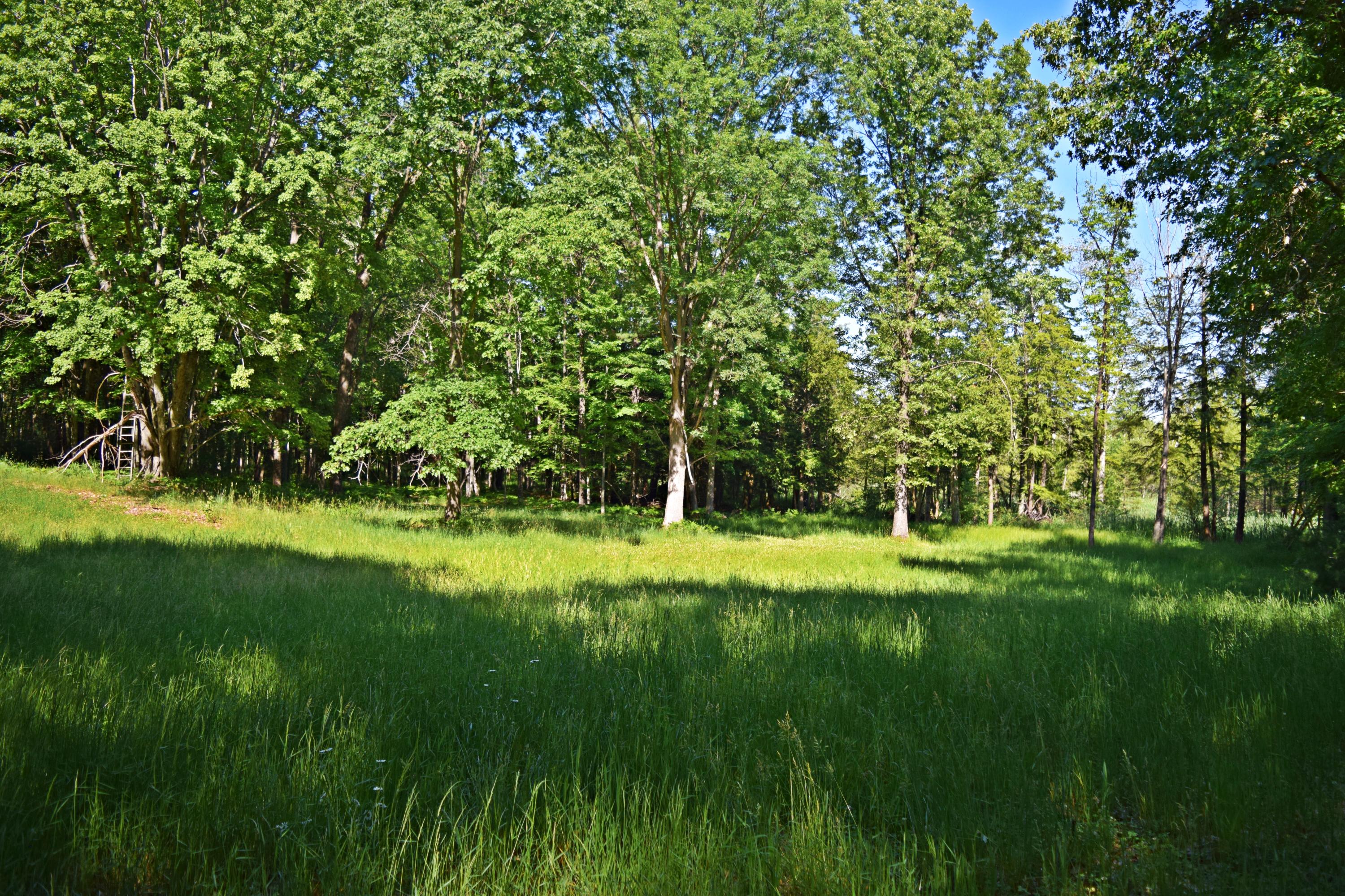40-acres East Hawley Road Custer, MI 49405 - Photo 24 of 41 DSC_0503