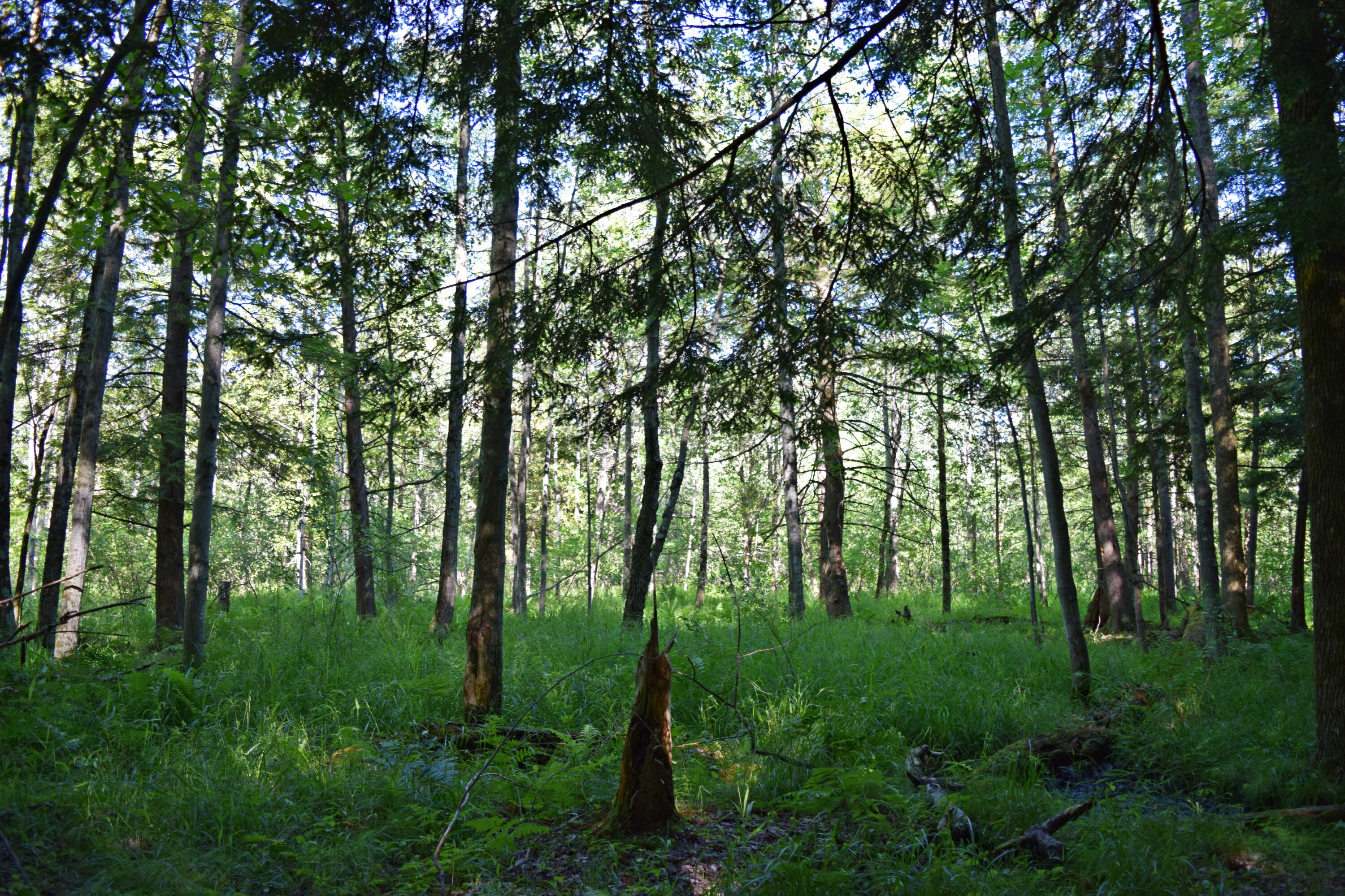 40-acres East Hawley Road Custer, MI 49405 - Photo 38 of 41 DSC_0528