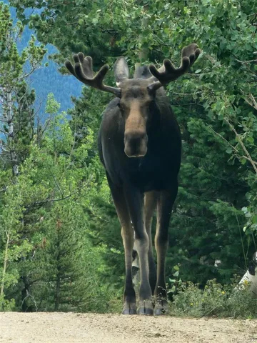 $1,225,000 | 400 Alpine Way, Idaho Springs, CO 80452