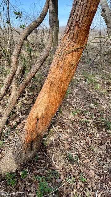 Tbd Chandler Road Dobson, NC 27017 - Photo 18 of 36 Abundant Wildlife - Deer Rub