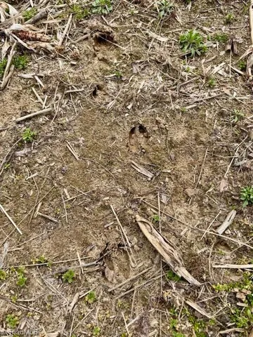 $550,000 | Tbd Chandler Road, Dobson, NC 27017