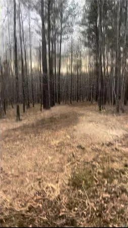 a view of backyard with tree