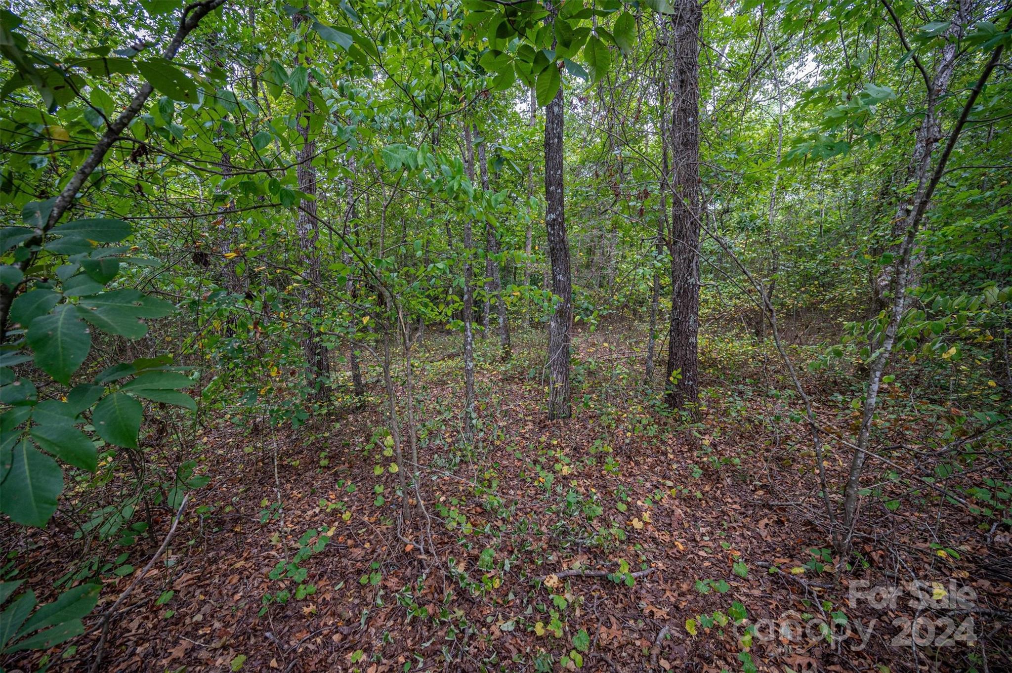 0 John Beam Road Vale, NC 28168 - Photo 12 of 15 a view of a forest with trees in the background