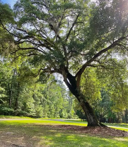 $175,000 | Lot 8 Buttonbush Drive, Ravenel, SC 29470