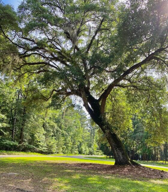 Lot 8 Buttonbush Drive Ravenel, SC 29470 - Photo 5 of 6 Lot 8 button brush 3