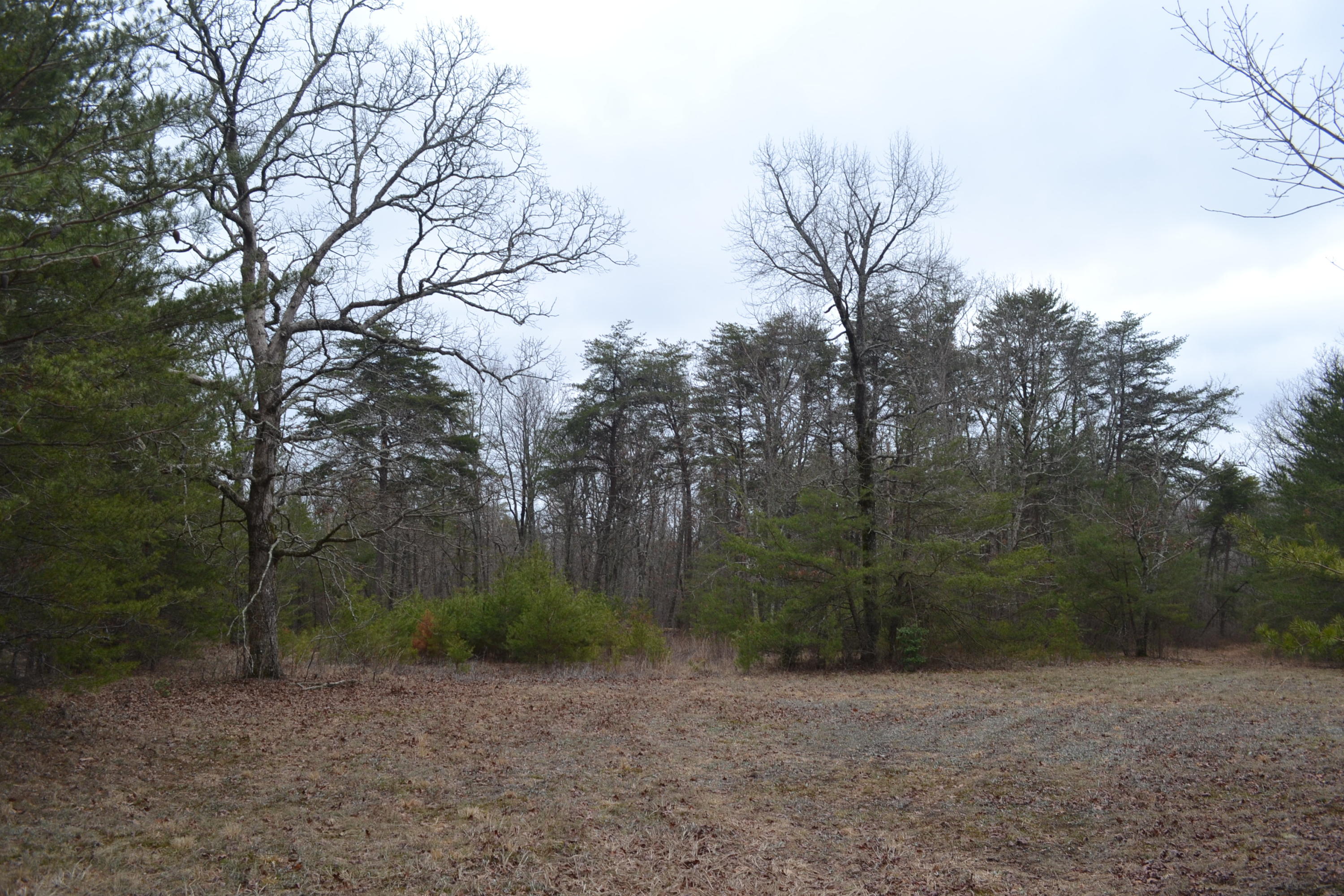 18-ac Window Rock Road Dunlap, TN 37327 - Photo 1 of 26 Hon 224 ac_2586Hon 224 ac