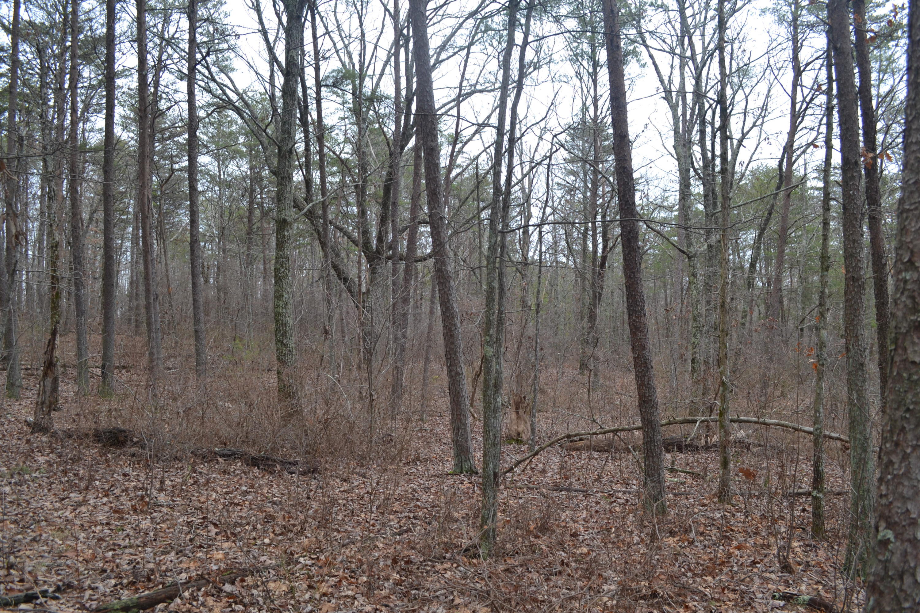 18-ac Window Rock Road Dunlap, TN 37327 - Photo 11 of 26 Hon 224 ac_2596Hon 224 ac