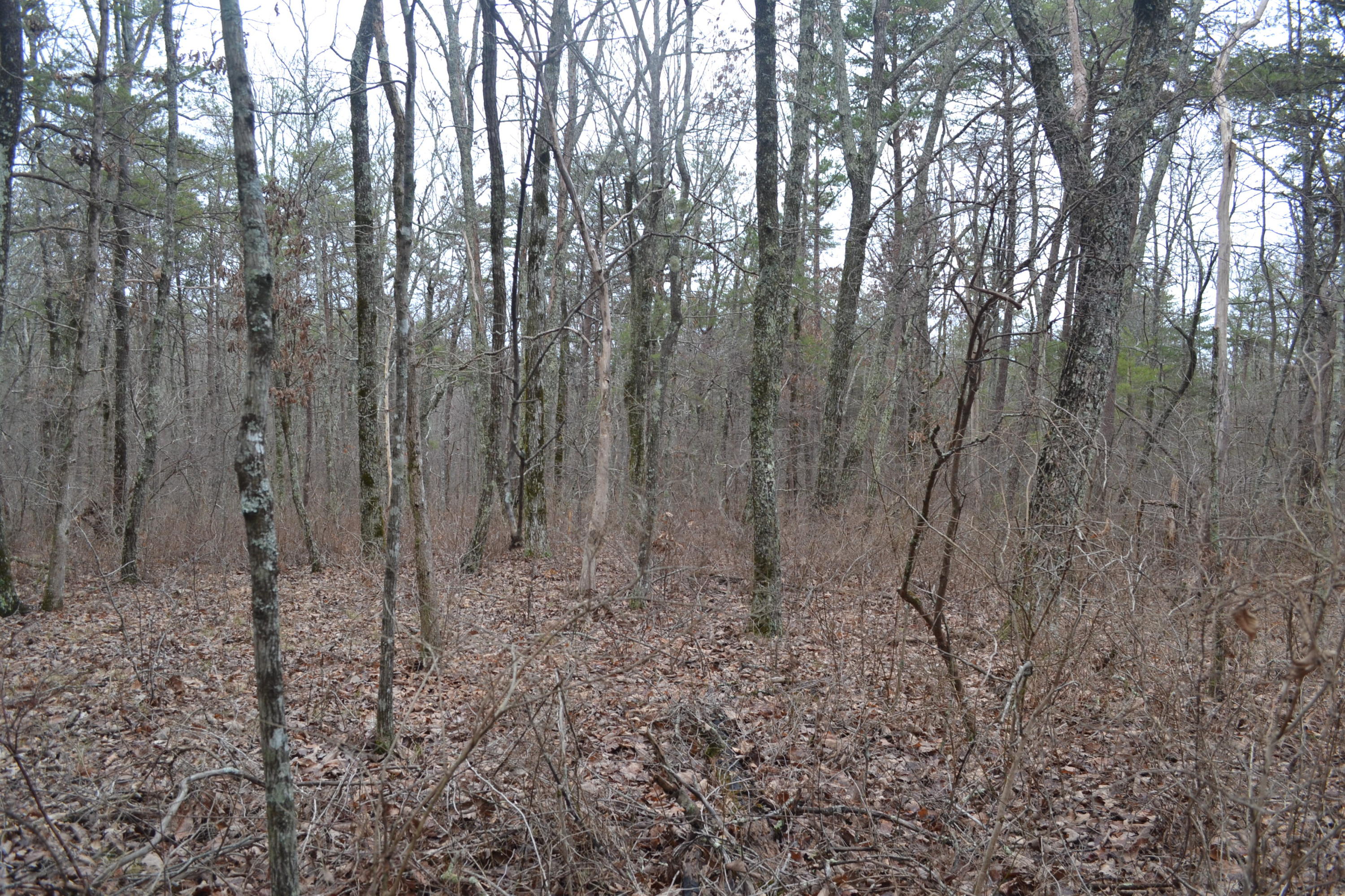 18-ac Window Rock Road Dunlap, TN 37327 - Photo 16 of 26 Hon 224 ac_2600Hon 224 ac