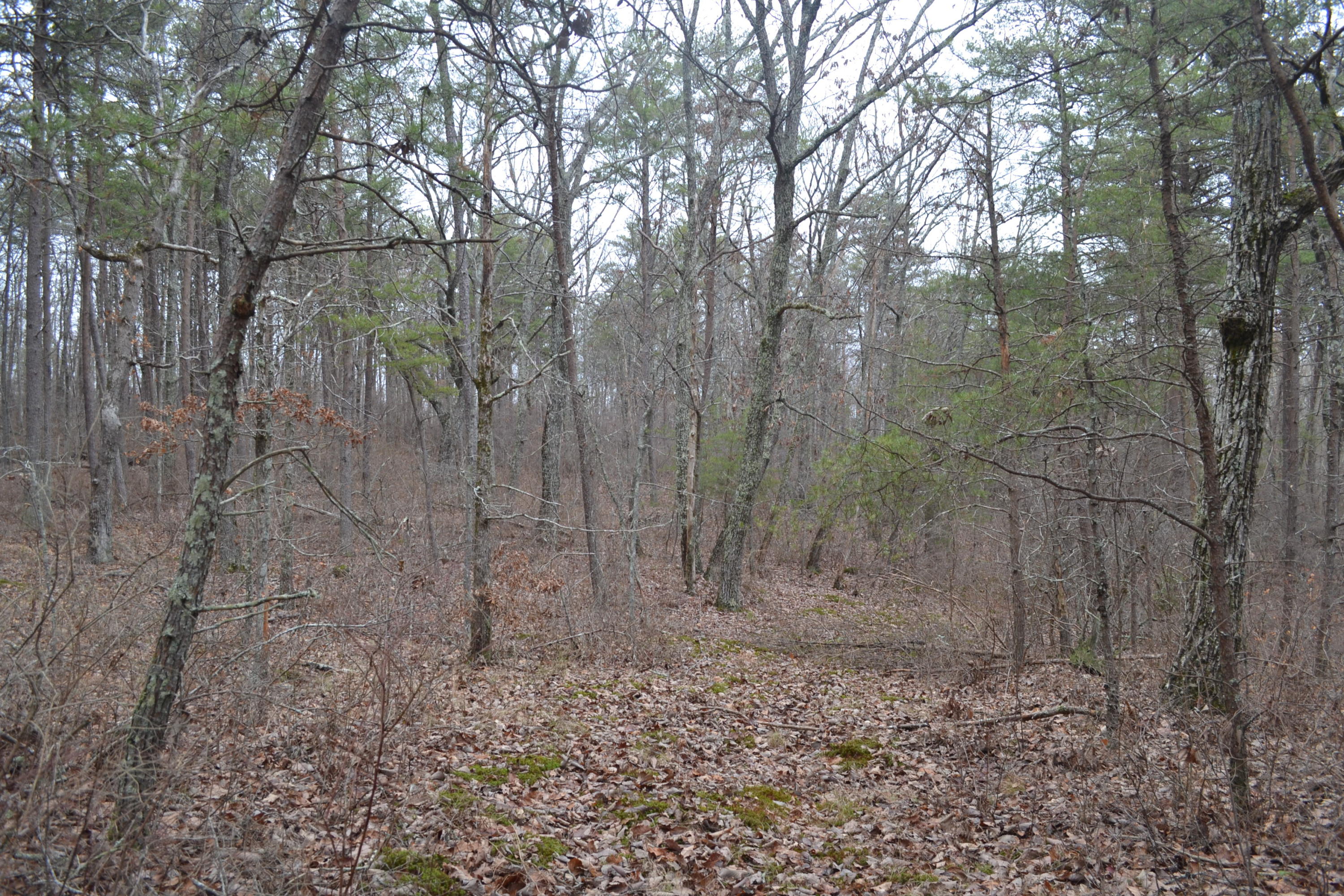 18-ac Window Rock Road Dunlap, TN 37327 - Photo 17 of 26 Hon 224 ac_2601Hon 224 ac