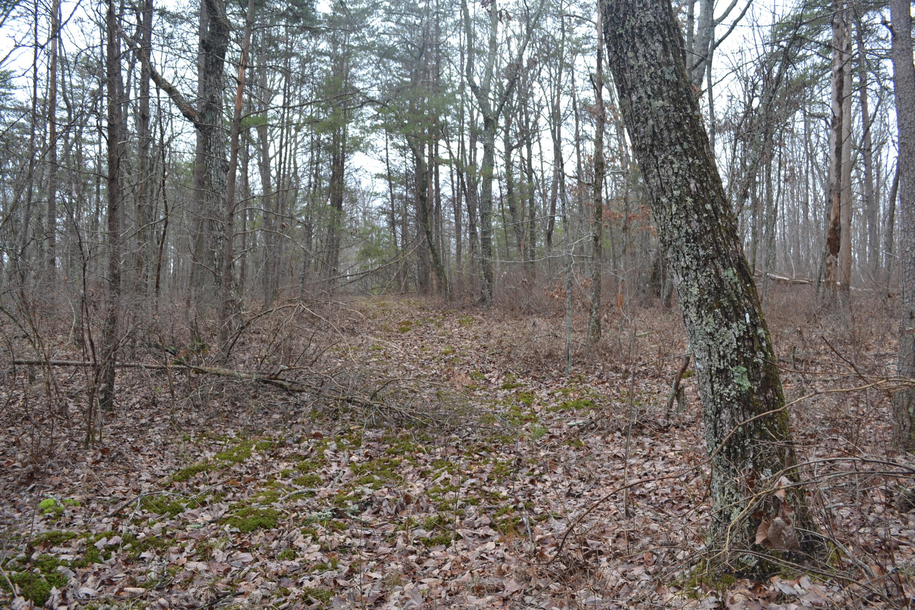18-ac Window Rock Road Dunlap, TN 37327 - Photo 18 of 26 Hon 224 ac_2602Hon 224 ac