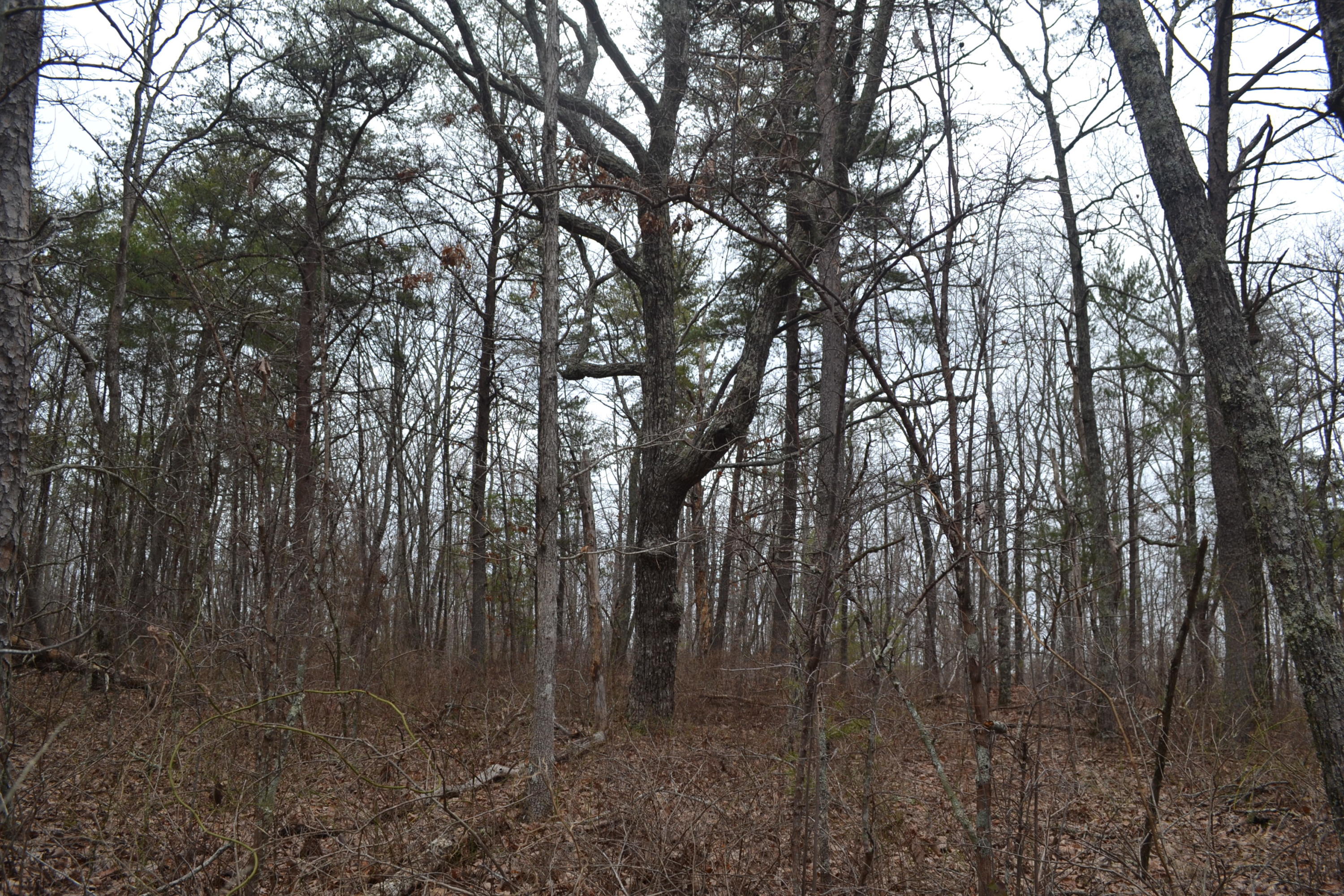 18-ac Window Rock Road Dunlap, TN 37327 - Photo 20 of 26 Hon 224 ac_2604Hon 224 ac