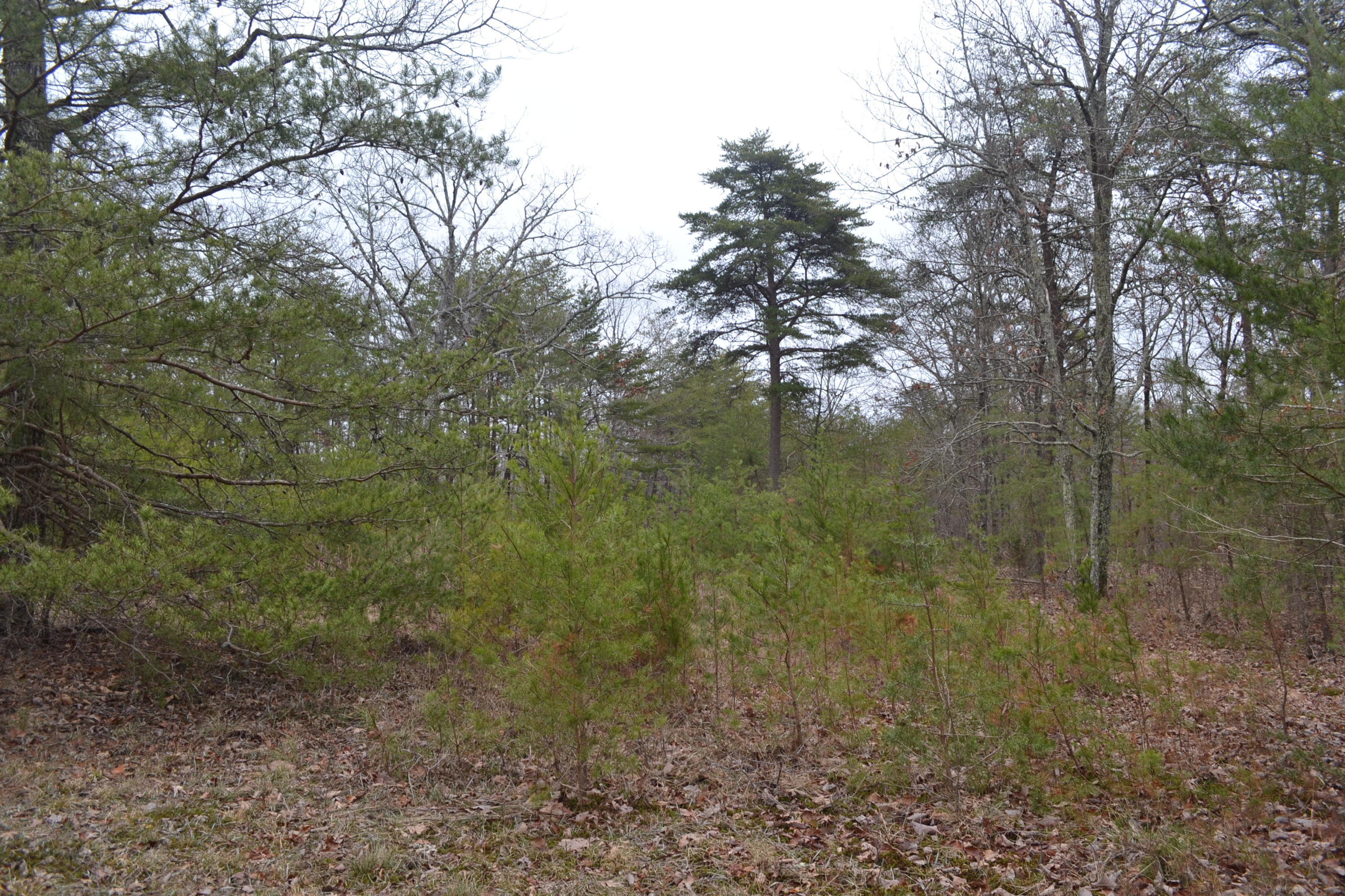 18-ac Window Rock Road Dunlap, TN 37327 - Photo 3 of 26 Hon 224 ac_2588Hon 224 ac