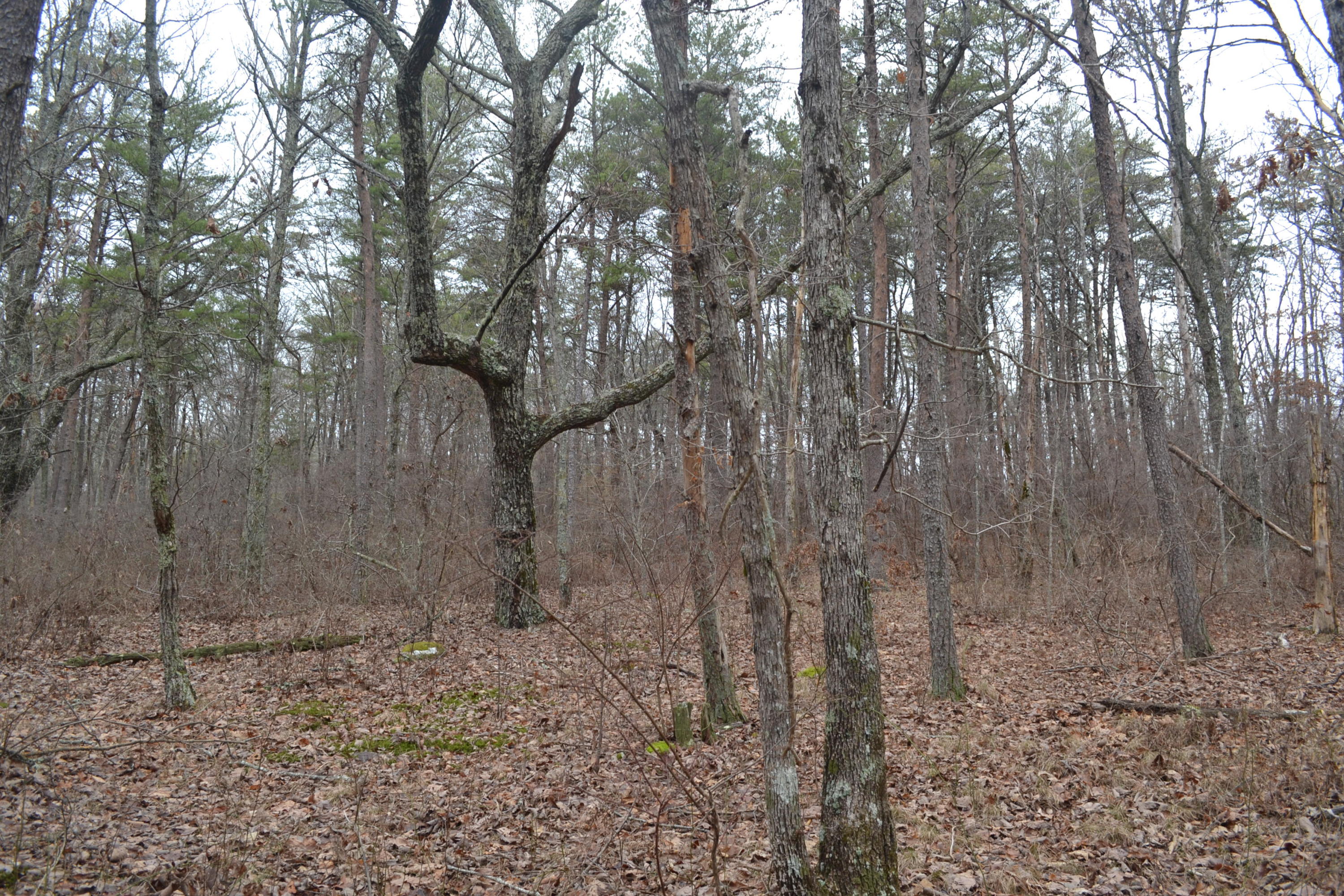 18-ac Window Rock Road Dunlap, TN 37327 - Photo 22 of 26 Hon 224 ac_2606Hon 224 ac