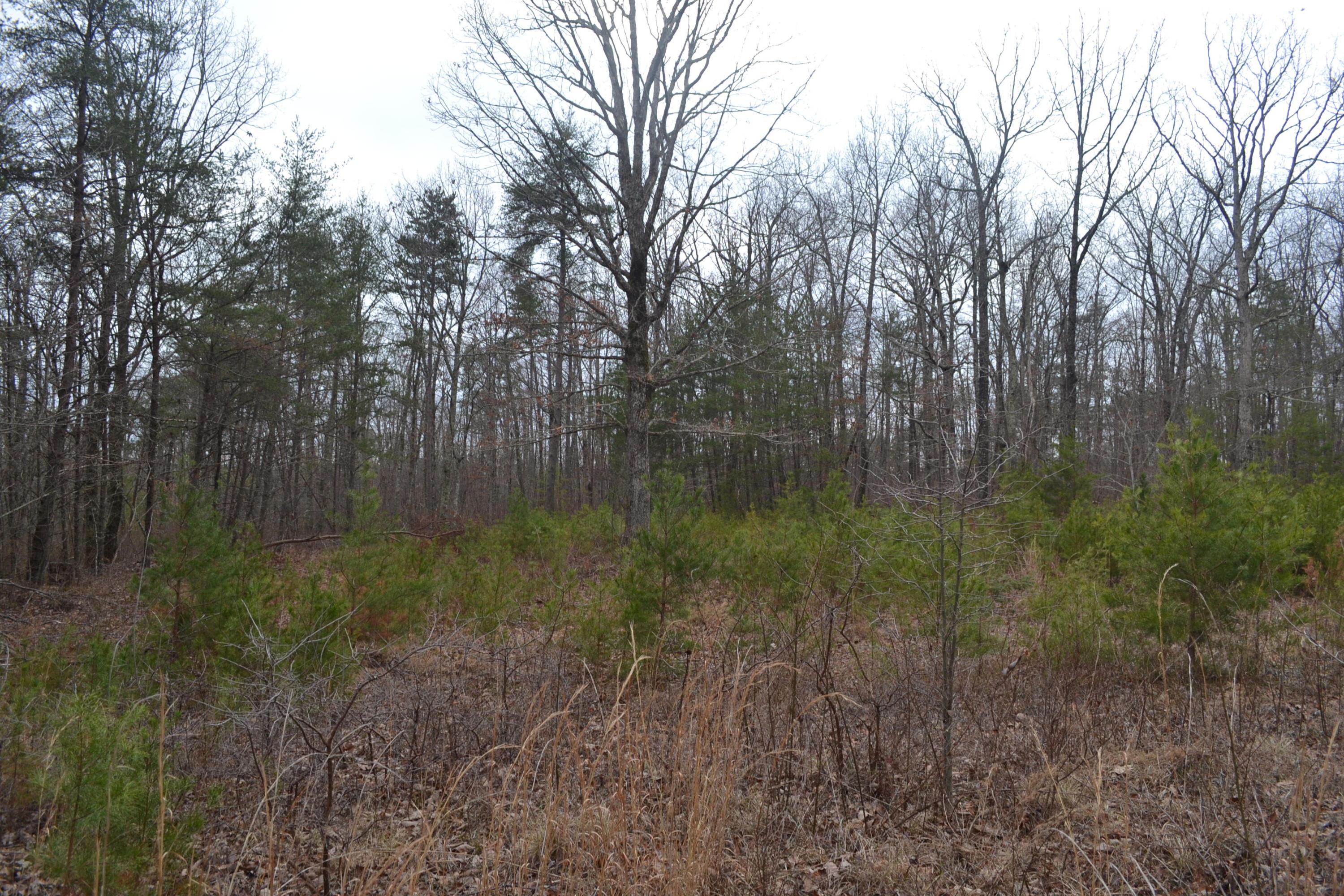 18-ac Window Rock Road Dunlap, TN 37327 - Photo 23 of 26 Hon 224 ac_2607Hon 224 ac