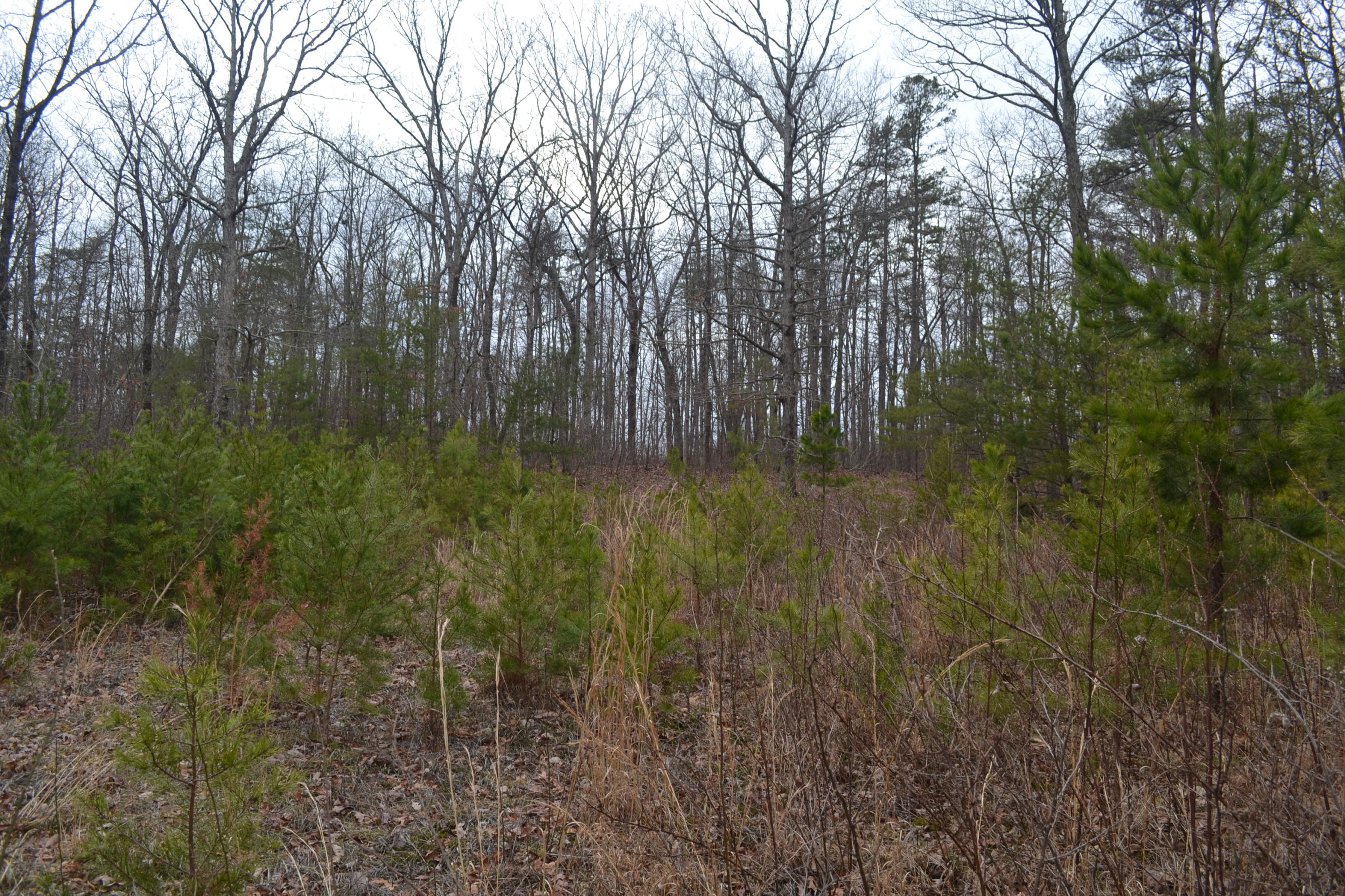 18-ac Window Rock Road Dunlap, TN 37327 - Photo 24 of 26 Hon 224 ac_2608Hon 224 ac