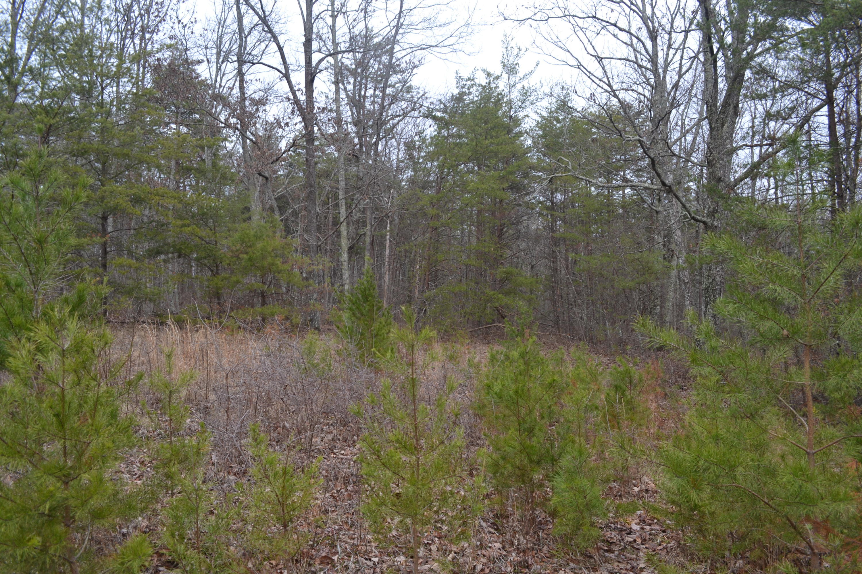 18-ac Window Rock Road Dunlap, TN 37327 - Photo 25 of 26 Hon 224 ac_2609Hon 224 ac