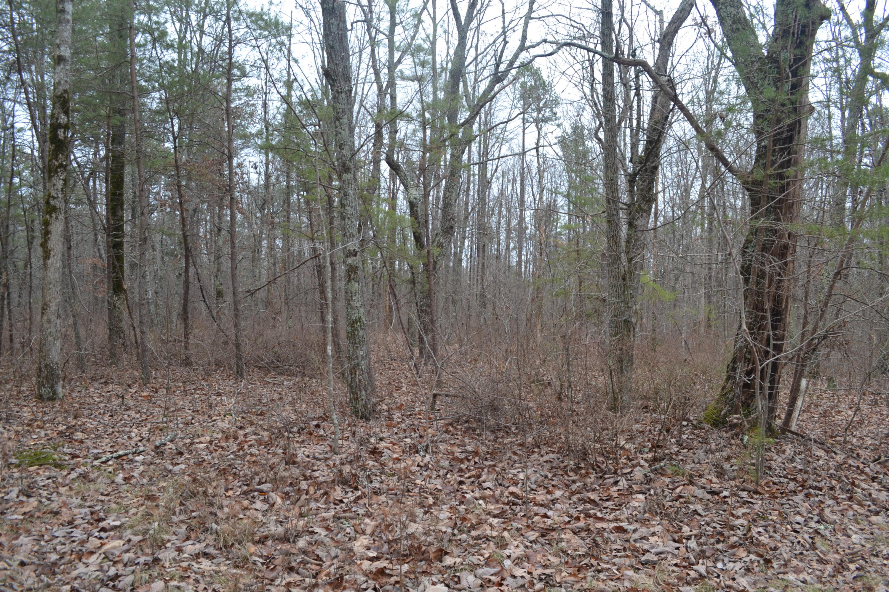 18-ac Window Rock Road Dunlap, TN 37327 - Photo 5 of 26 Hon 224 ac_2590Hon 224 ac