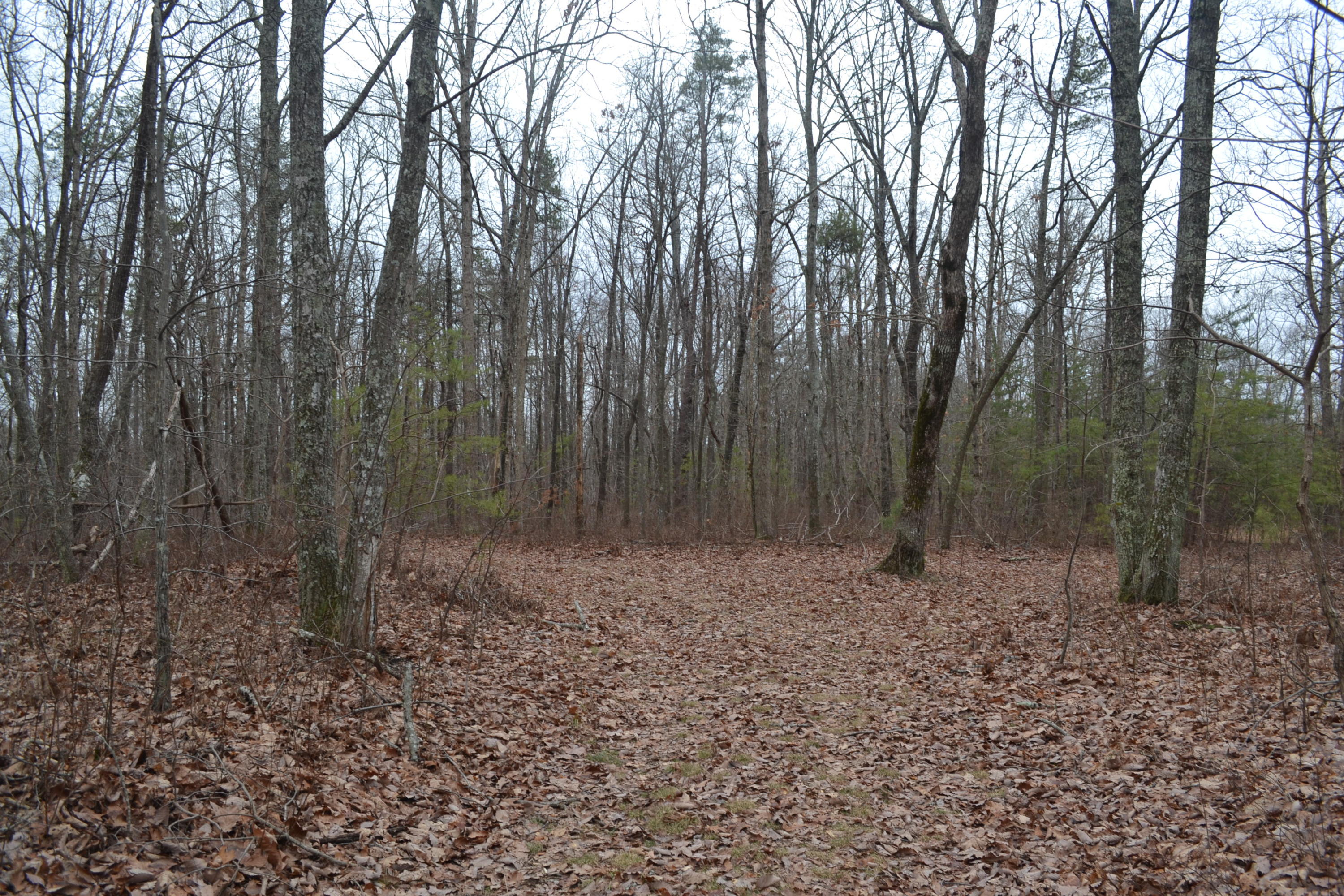 18-ac Window Rock Road Dunlap, TN 37327 - Photo 6 of 26 Hon 224 ac_2591Hon 224 ac