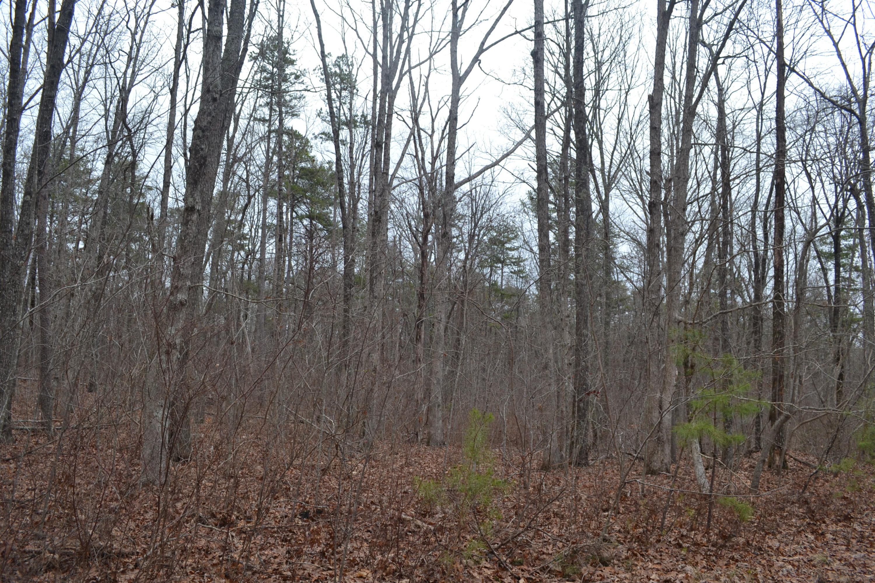 18-ac Window Rock Road Dunlap, TN 37327 - Photo 7 of 26 Hon 224 ac_2592Hon 224 ac