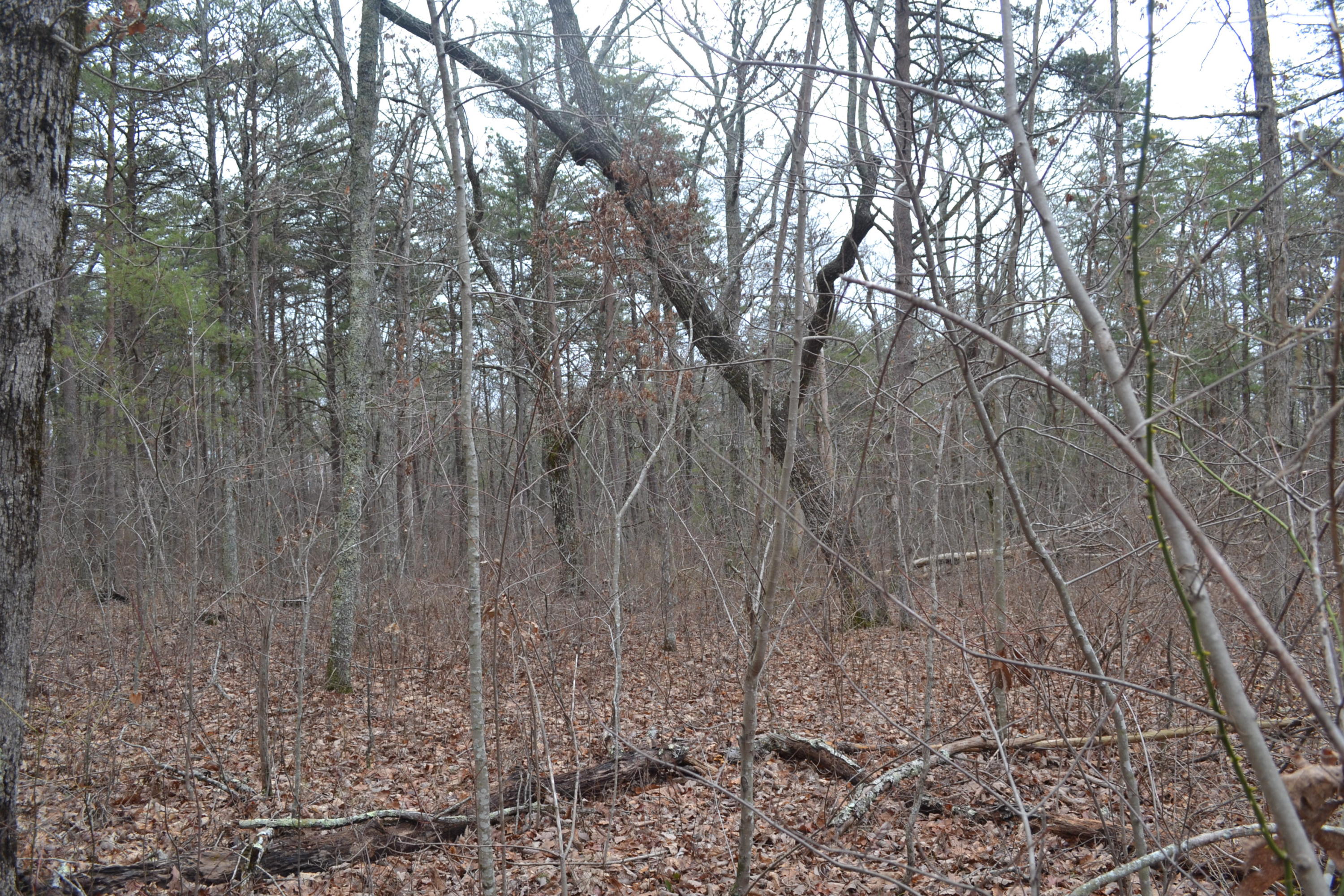 18-ac Window Rock Road Dunlap, TN 37327 - Photo 8 of 26 Hon 224 ac_2593Hon 224 ac